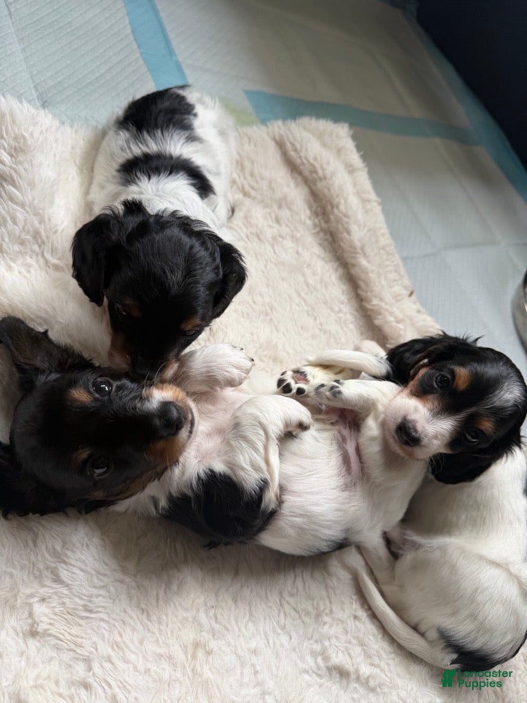 Miniature Dachshund dogs Miniature Dachshund 2 - Ad 25
