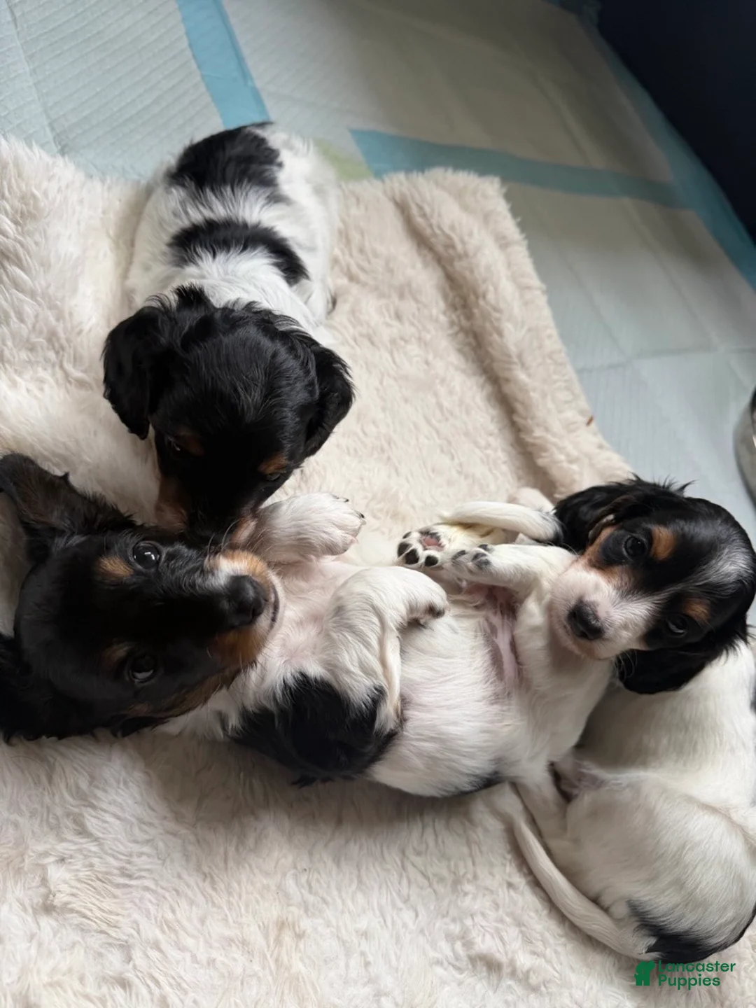 Miniature Dachshund dogs for sale: Miniature Dachshund 2 - Ad 1