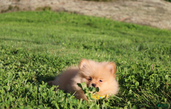 Pomeranian dogs Finn - Ad 2