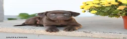 Labrador Retriever dogs for sale: Lulu - Ad 3