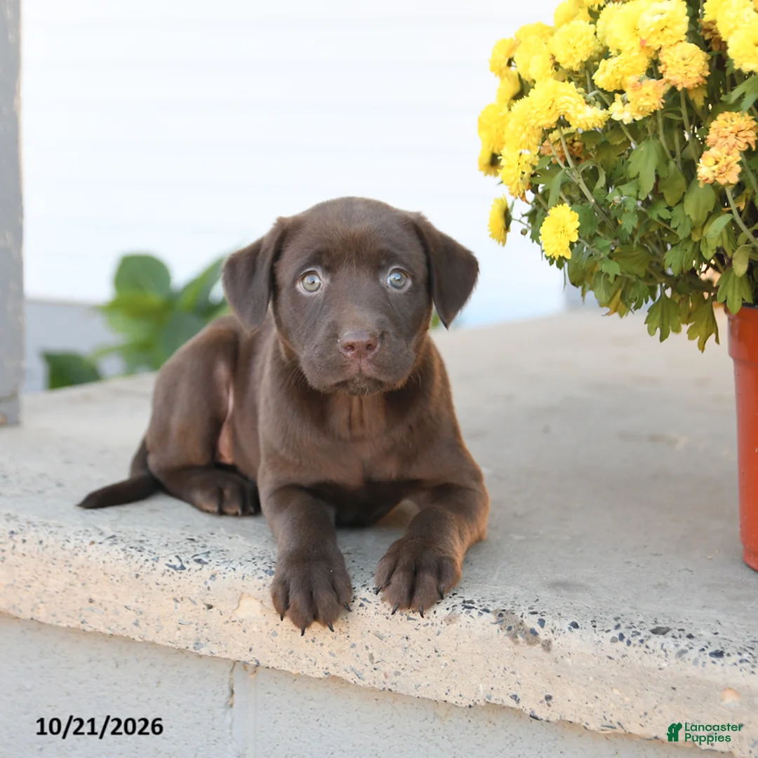 Labrador Retriever dogs for sale: Lulu - Ad 3