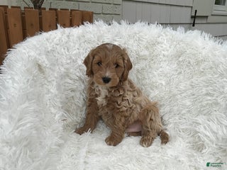 Mini Goldendoodle dogs - Ad 23