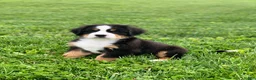 Bernese Mountain Dog dogs for sale: BoBo - Ad 4
