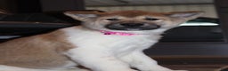Akita dogs for sale: AKC Kuna - Ad 4