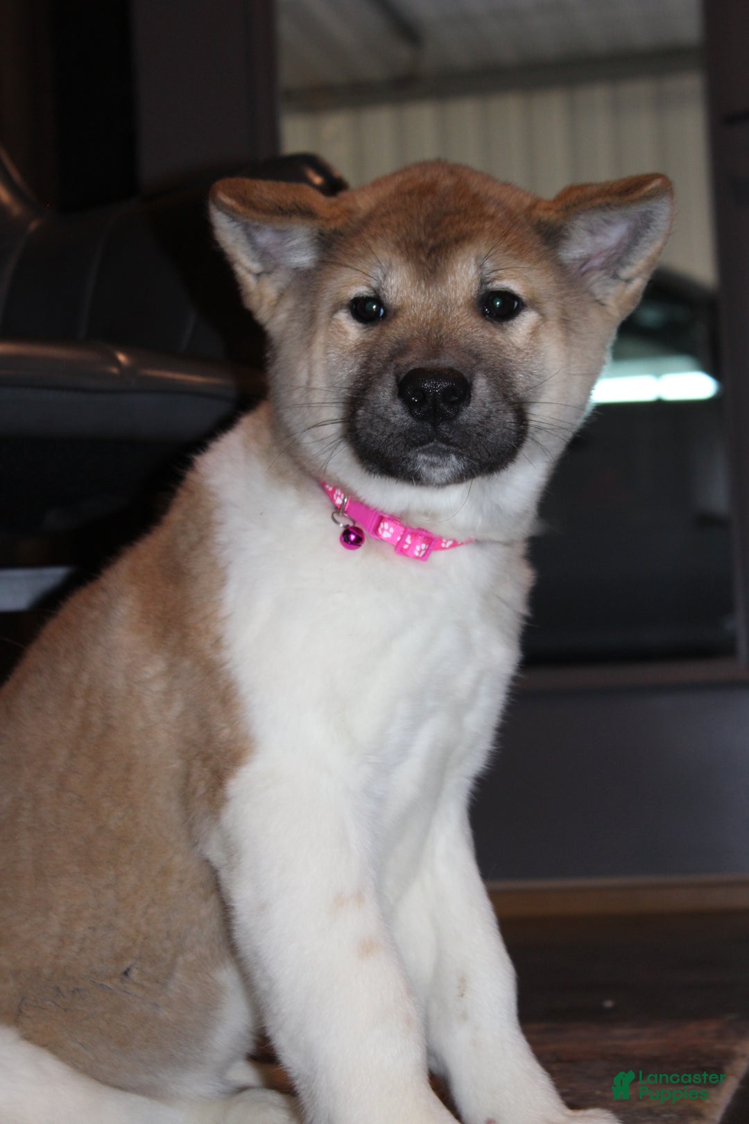 Akita dogs for sale: AKC Kuna - Ad 4