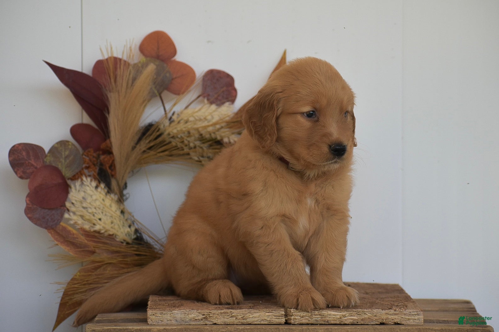 Golden Retriever dogs Kaya - Ad 2