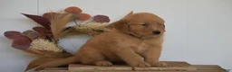 Golden Retriever dogs for sale: Kaya - Ad 2
