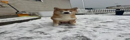 Shiba Inu dogs for sale: Shiba Inu Puppy 1 - Ad 4