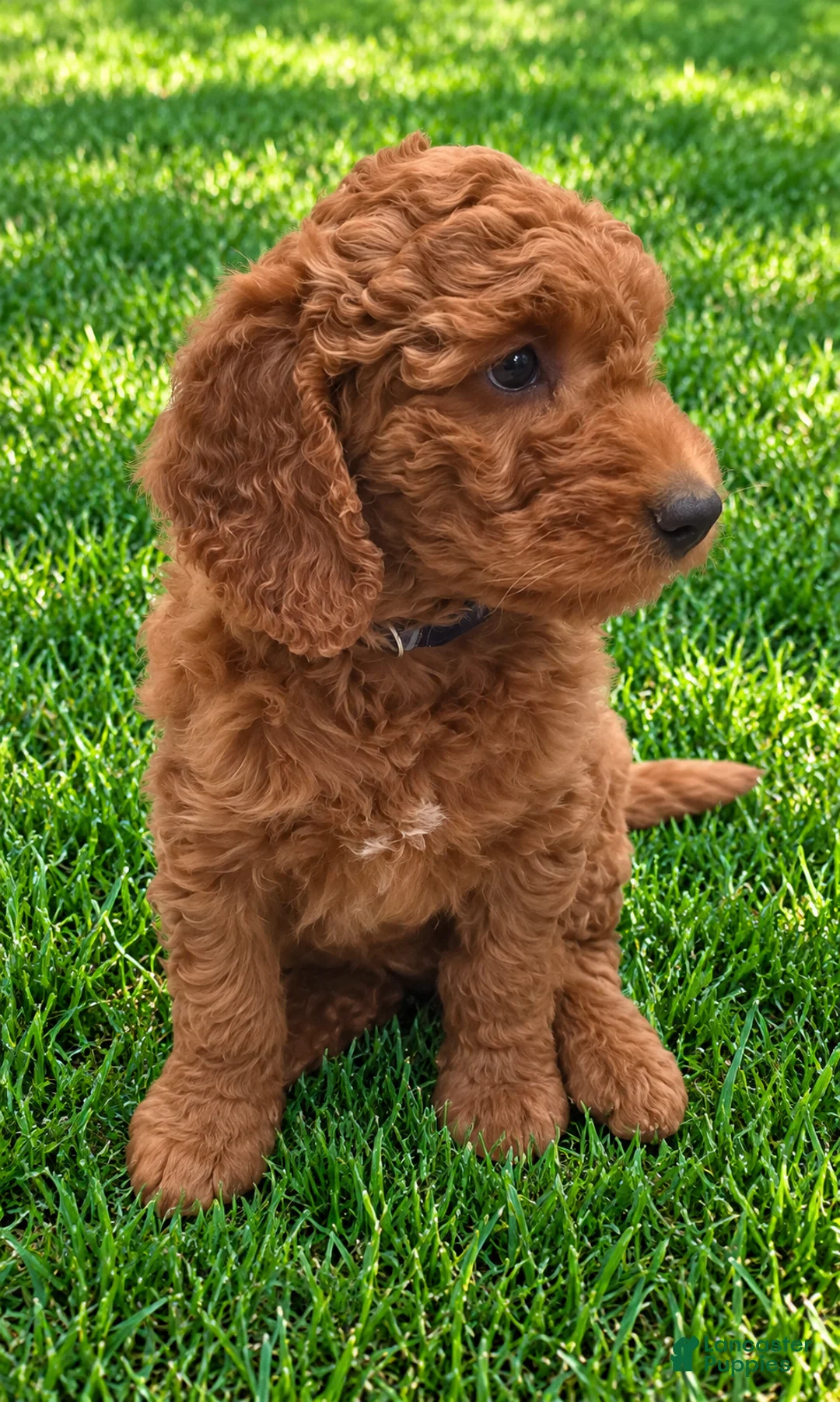 Goldendoodle dogs for sale: Dark blue collar boy - Ad 1