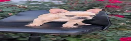 French Bulldog dogs for sale: Xavier - Ad 3