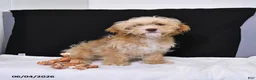 Cavapoo dogs for sale: Zeke - Ad 5