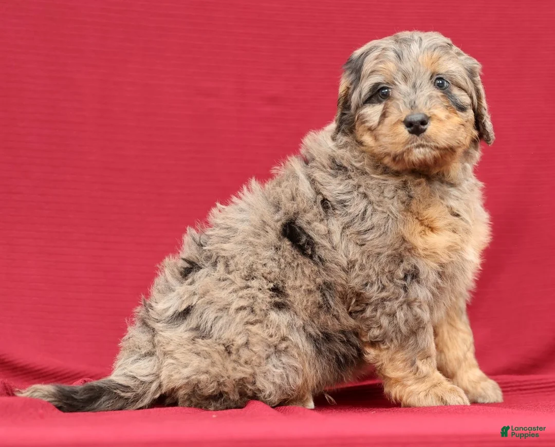 Mini Bernedoodle dogs for sale: Ace - Ad 10