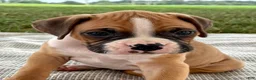 Boxer dogs for sale: Cash - Ad 3