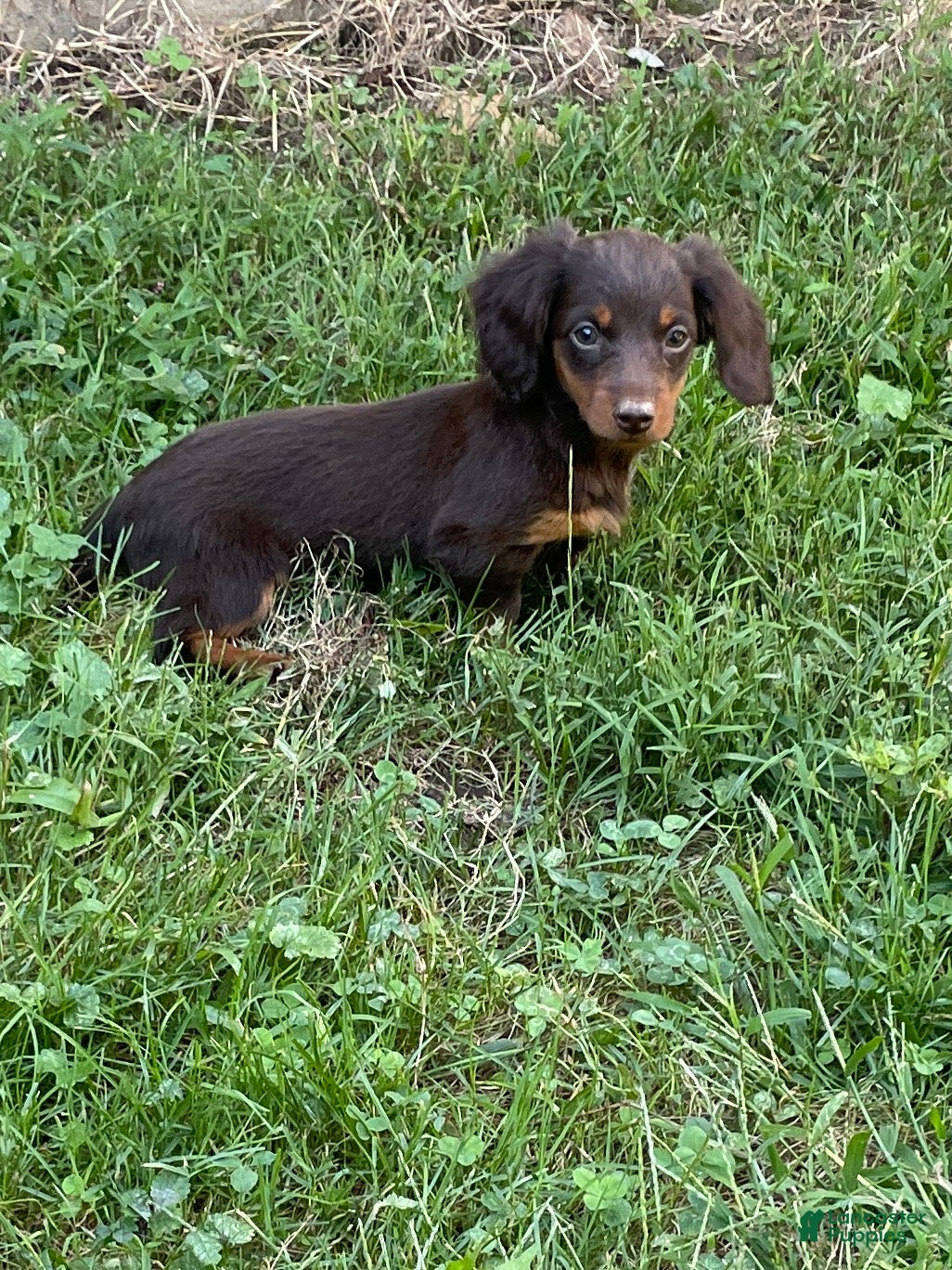 Miniature Dachshund dogs Nutella  - Ad 1