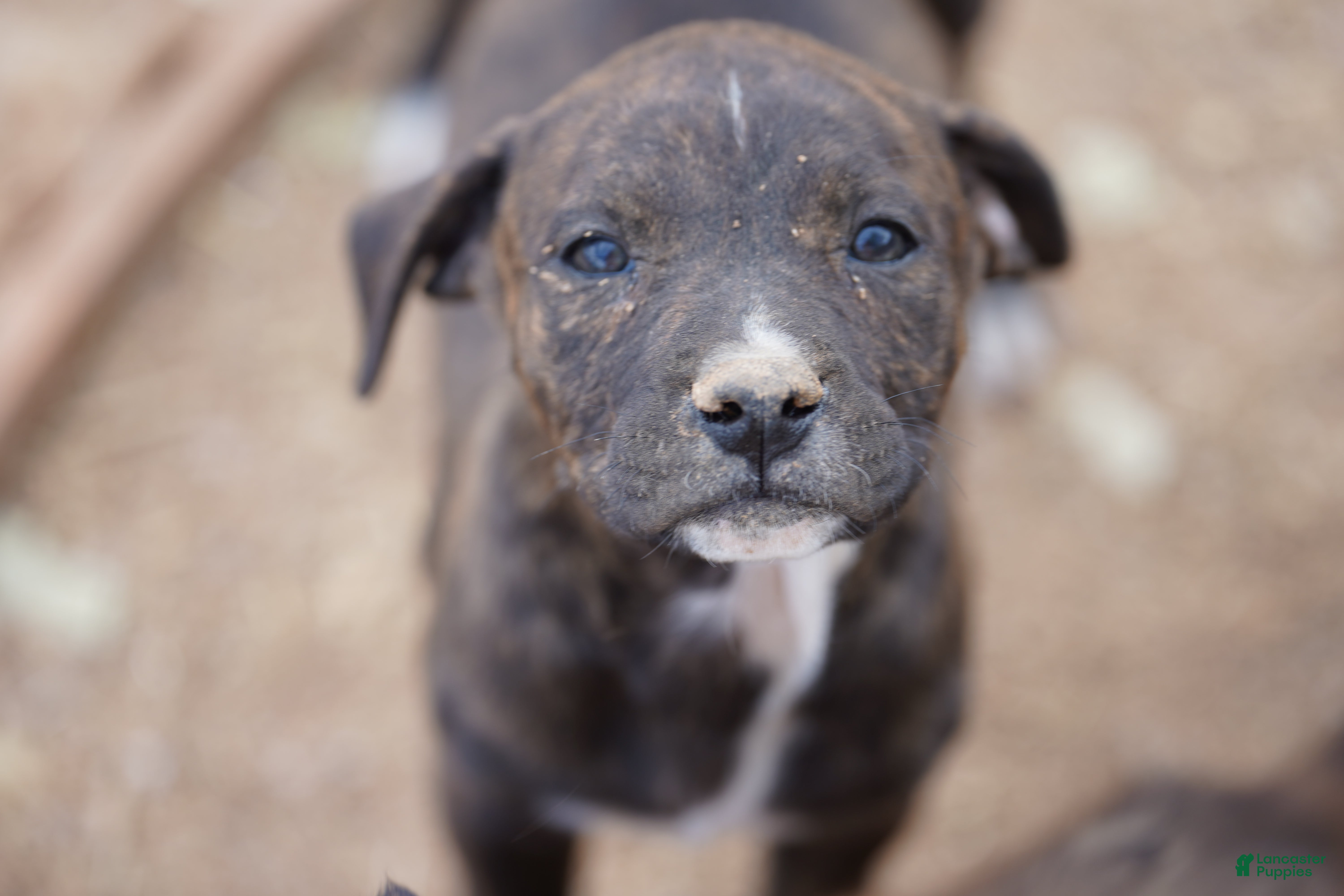 Mixed Breed dogs Bandogge Blk Brindle F - Ad 19