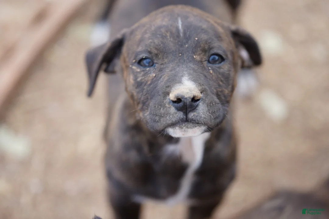 Mixed Breed dogs for sale: Bandogge Blk Brindle F - Ad 1