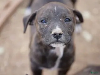 Mixed Breed dogs Bandogge Blk Brindle F - Ad 19