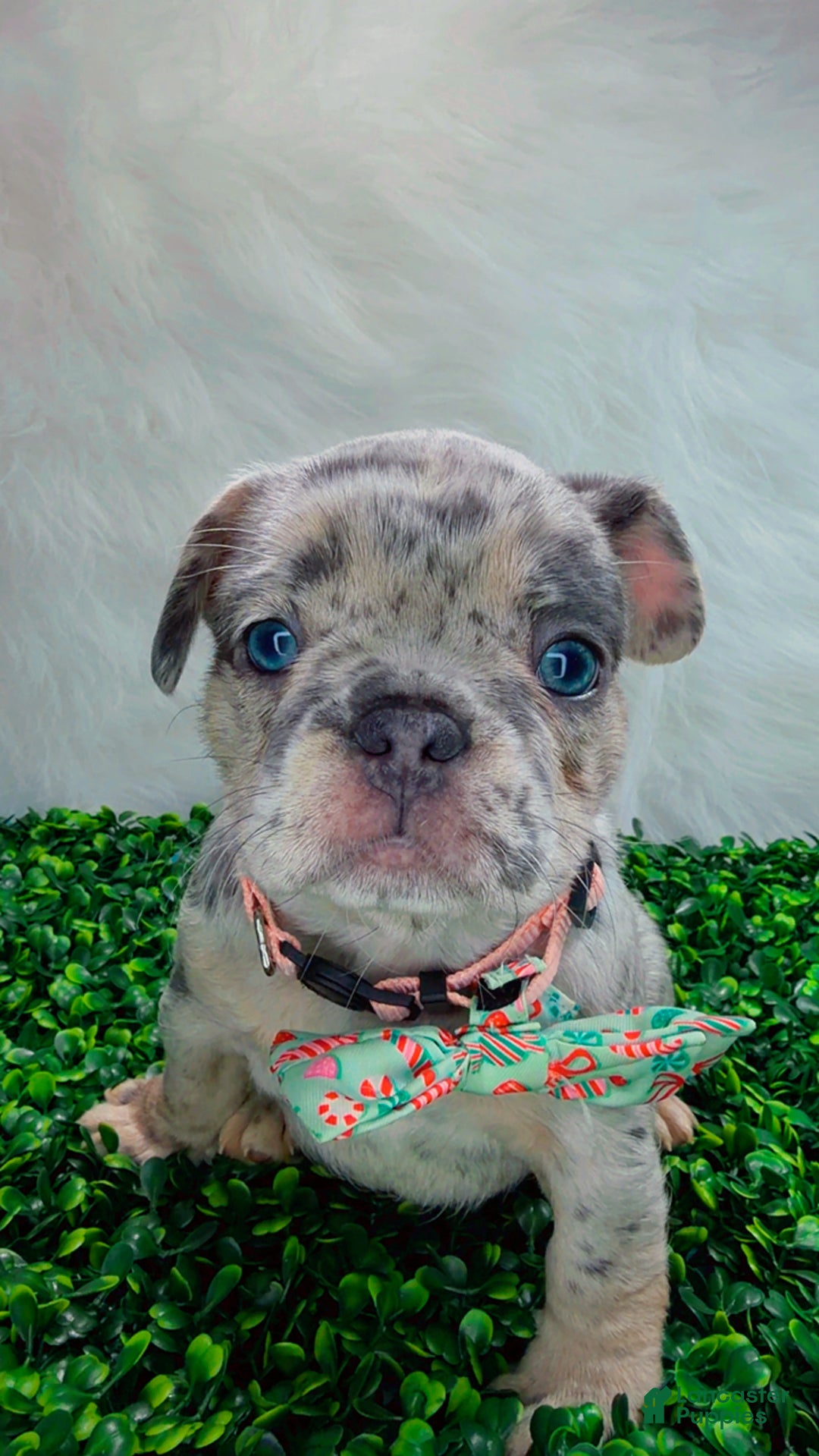 French Bulldog dogs for sale: TIFFANY - Ad 7