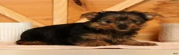 Yorkshire Terrier dogs for sale: Zara - Ad 7