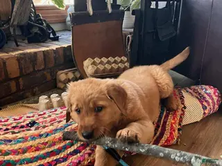 Golden Retriever dogs huck - Ad 24