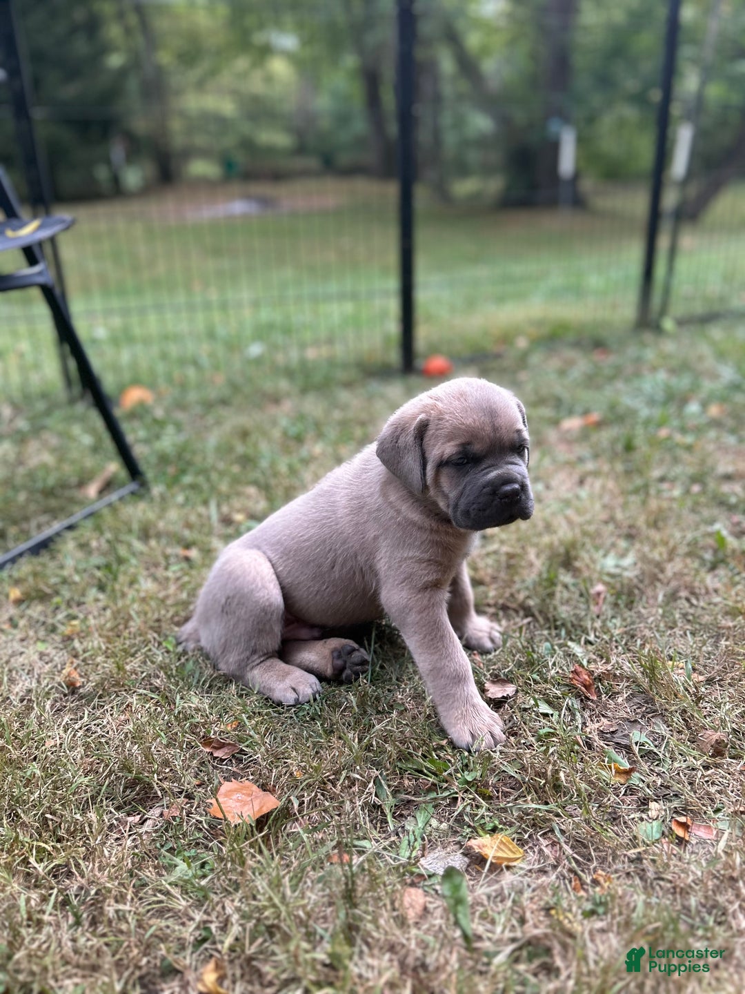 Cane Corso dogs for sale: Grey collar- male - Ad 19