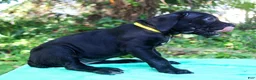 Cane Corso dogs for sale: Jolene - Ad 3