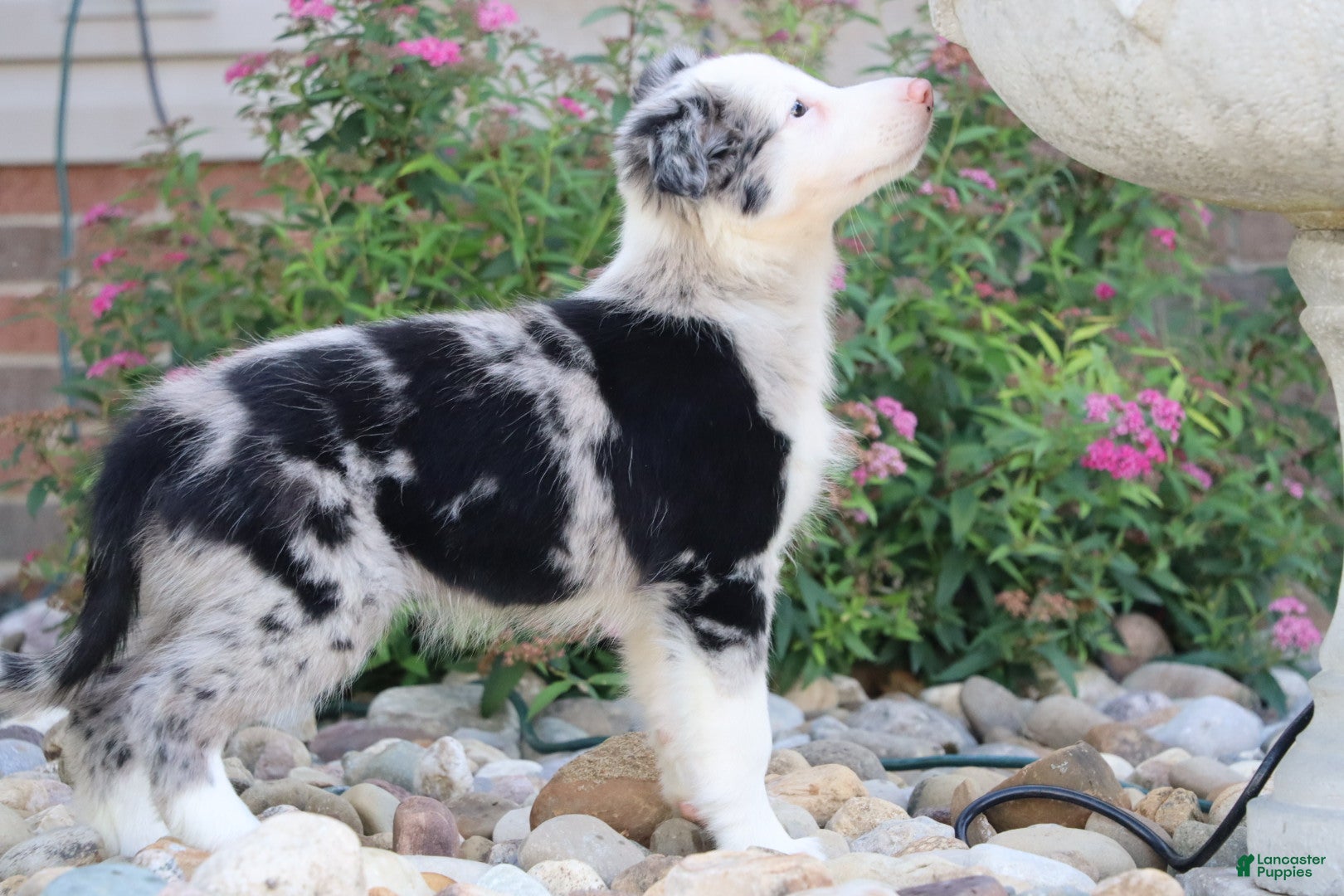 Border Collie dogs Chance - Ad 2