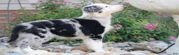 Border Collie dogs for sale: Chance - Ad 2