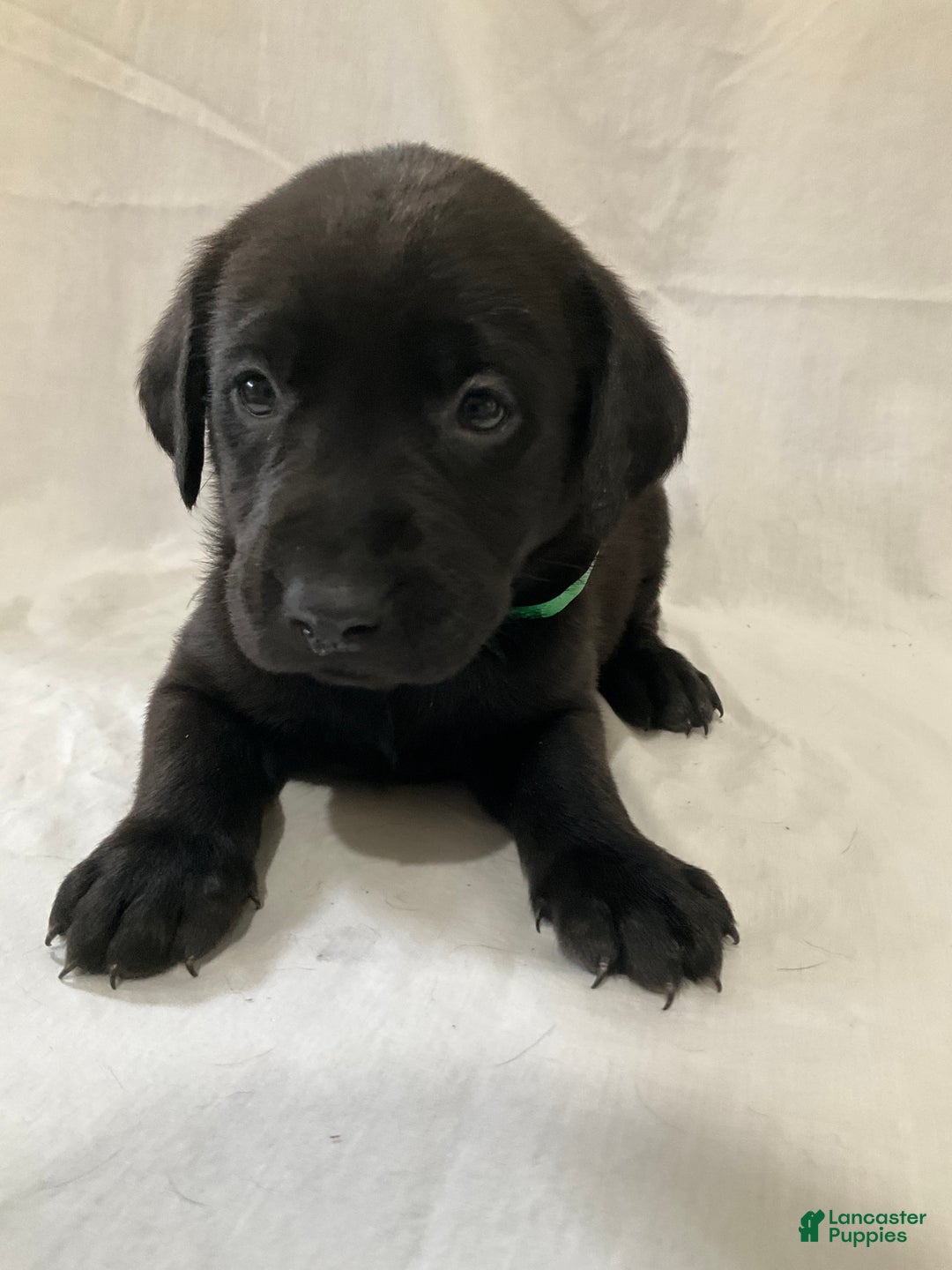 Labrador Retriever dogs for sale: Mia - Ad 3