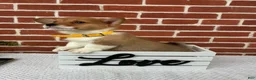 Welsh Corgi Pembroke dogs for sale: Benji - Ad 4