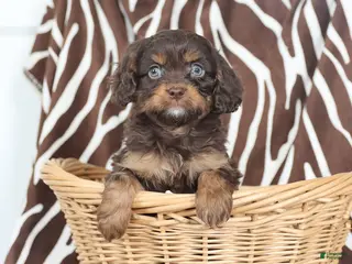 Cavapoo dogs Scout - Ad 38