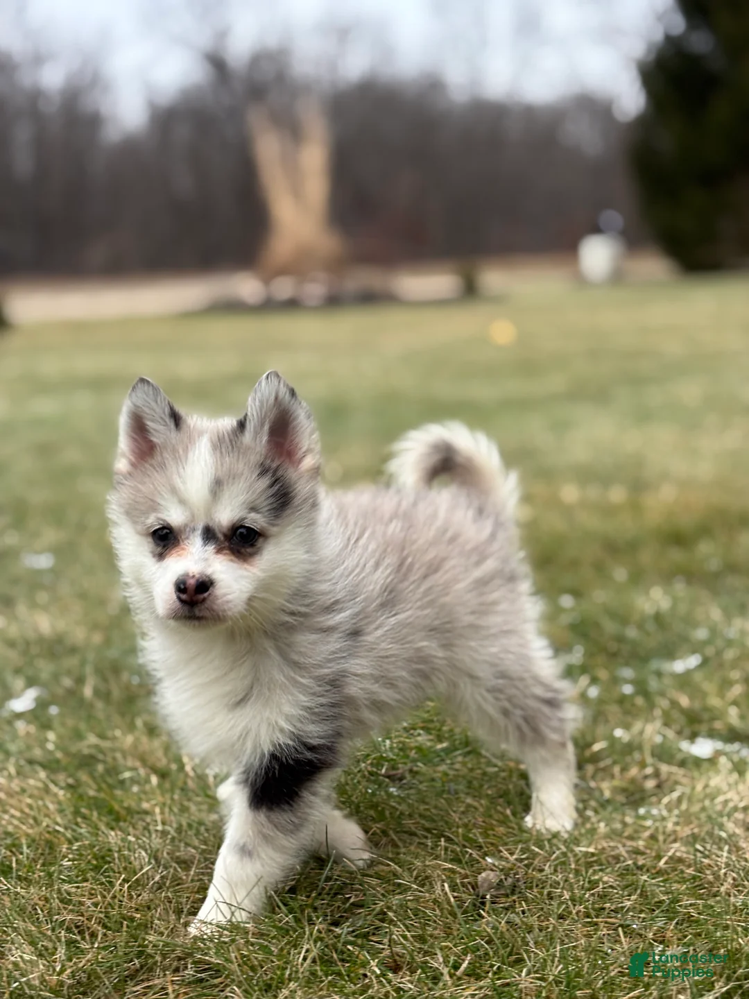 Pomsky dogs for sale: Timothy - Ad 4