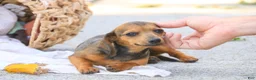 Miniature Dachshund dogs for sale: Rosie Miniature Dachshund  - Ad 4