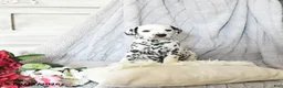 Dalmatian dogs for sale: Moose - Ad 3