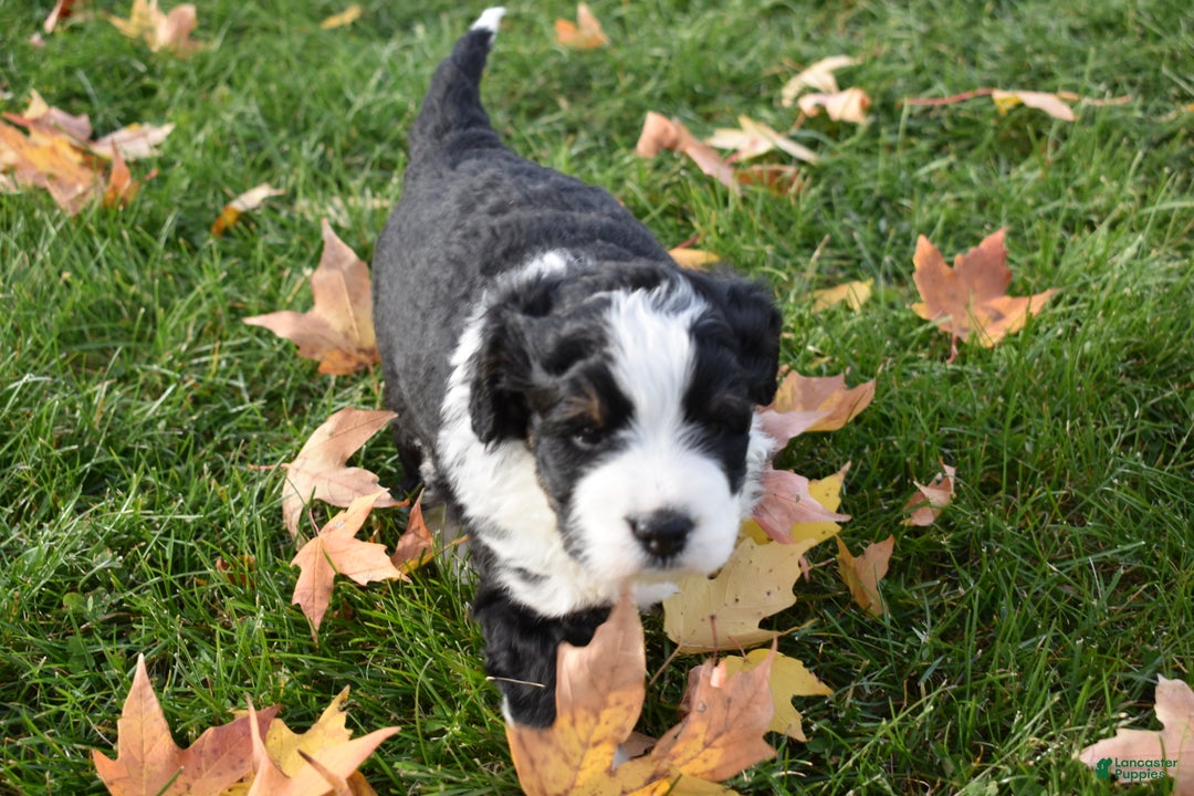 Mini Bernedoodle dogs for sale: Joy - Ad 7