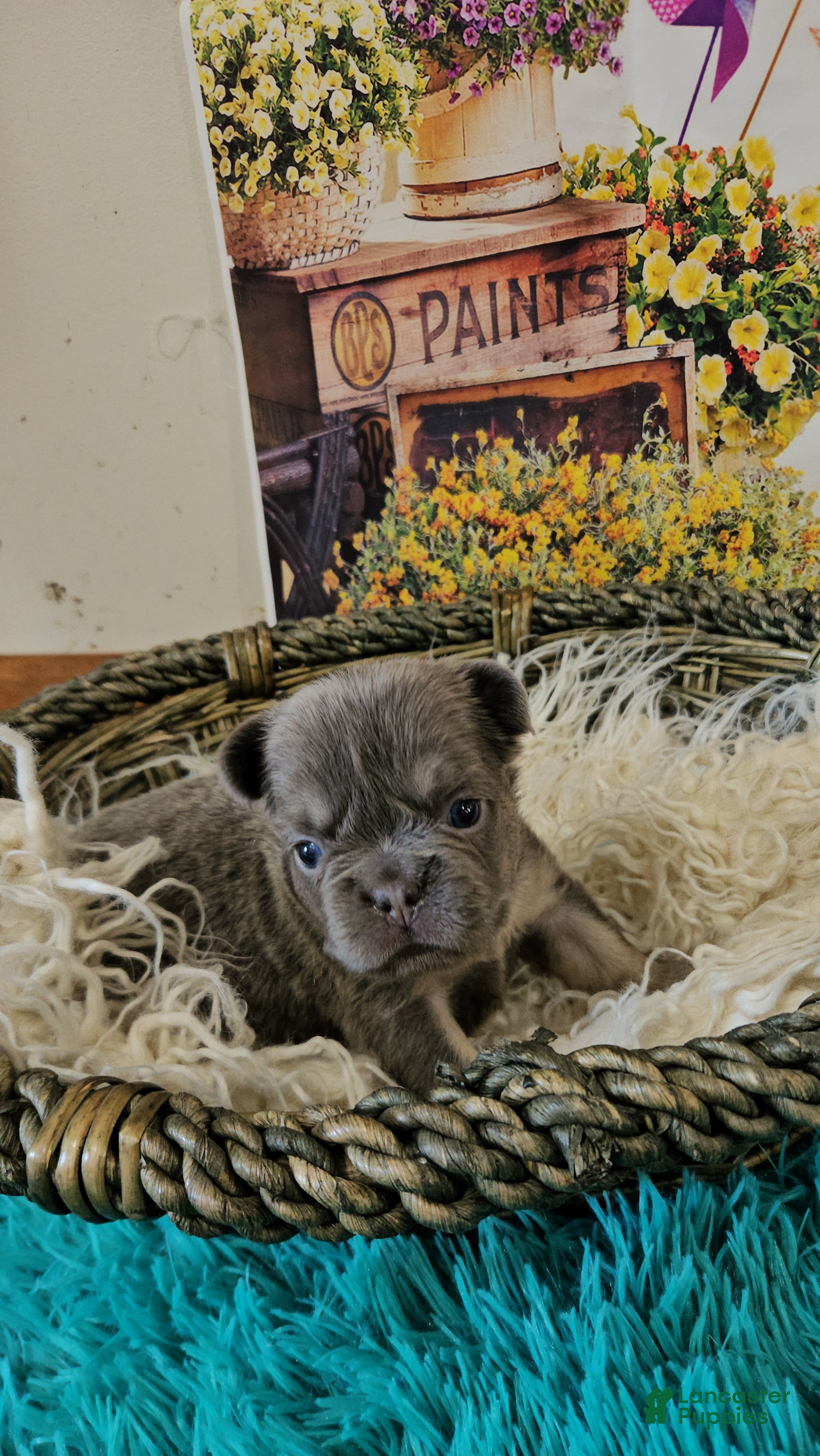 French Bulldog dogs French Bulldog Puppy 1 - Ad 2