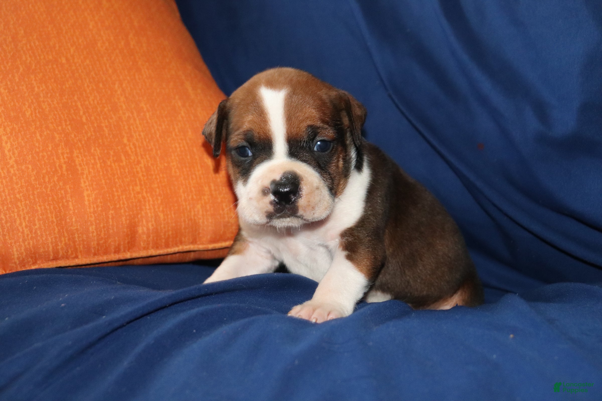 American Bully dogs Obi-wan  - Ad 14
