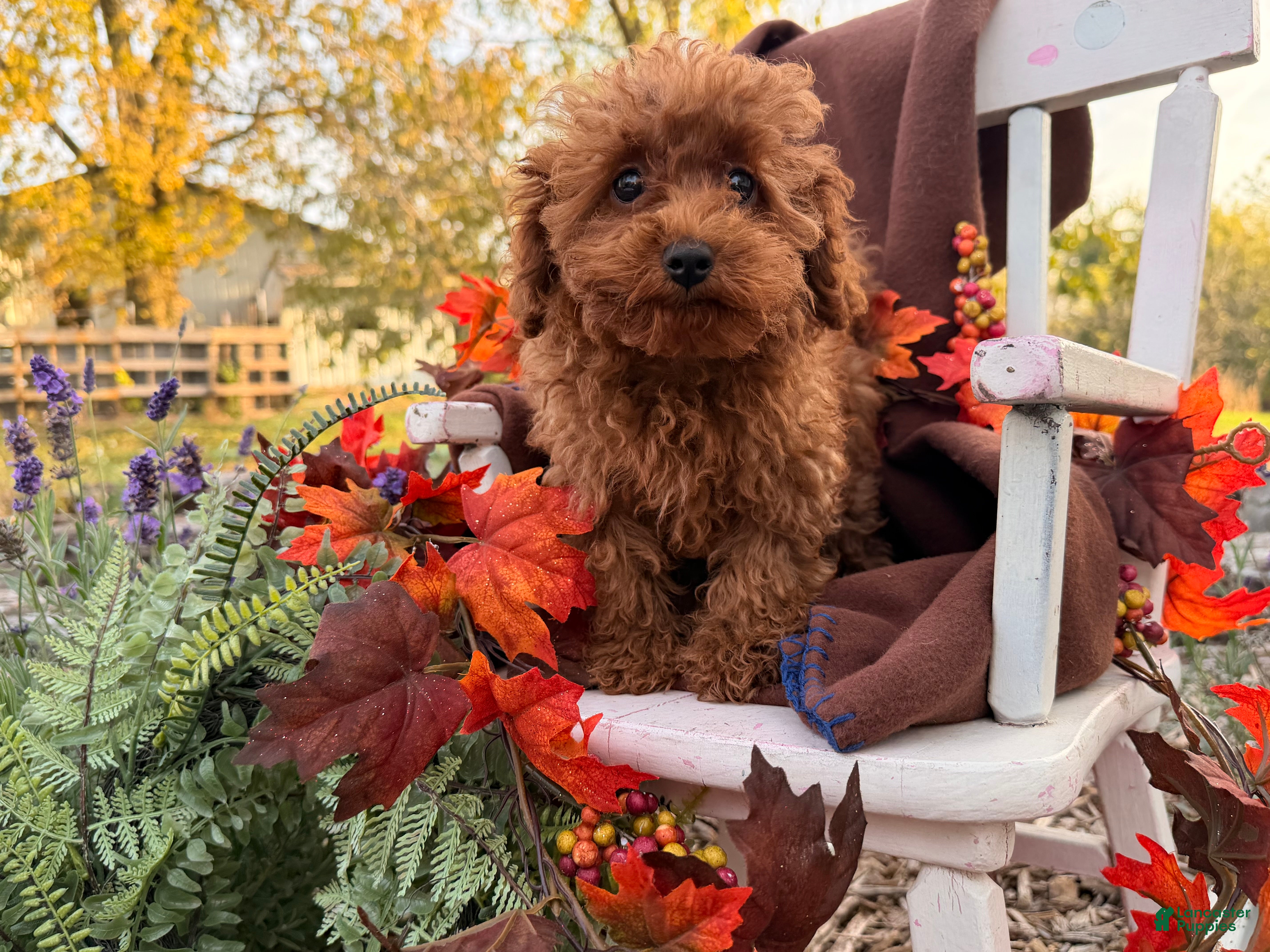 Toy Poodle dogs for sale: Kimber - Ad 1