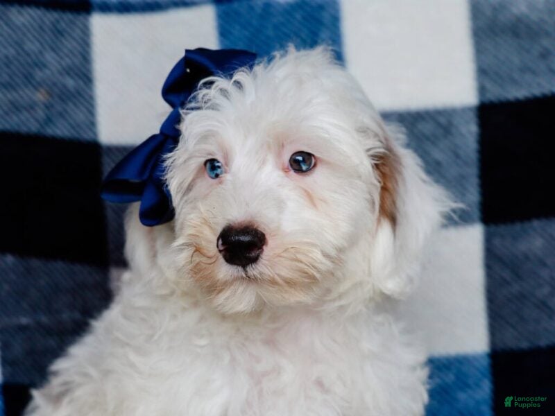 Mini Bernedoodle dogs Silas - Ad 2