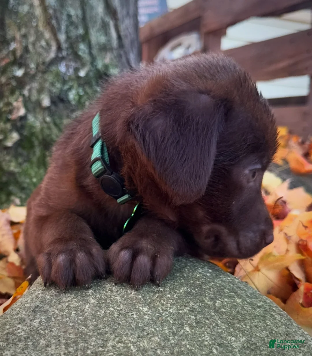 Labrador Retriever dogs for sale: Labrador Retriever 1 - Ad 2