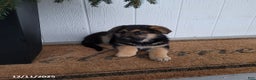 German Shepherd dogs for sale: Max - Ad 4