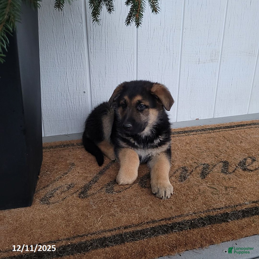 German Shepherd dogs for sale: Max - Ad 4