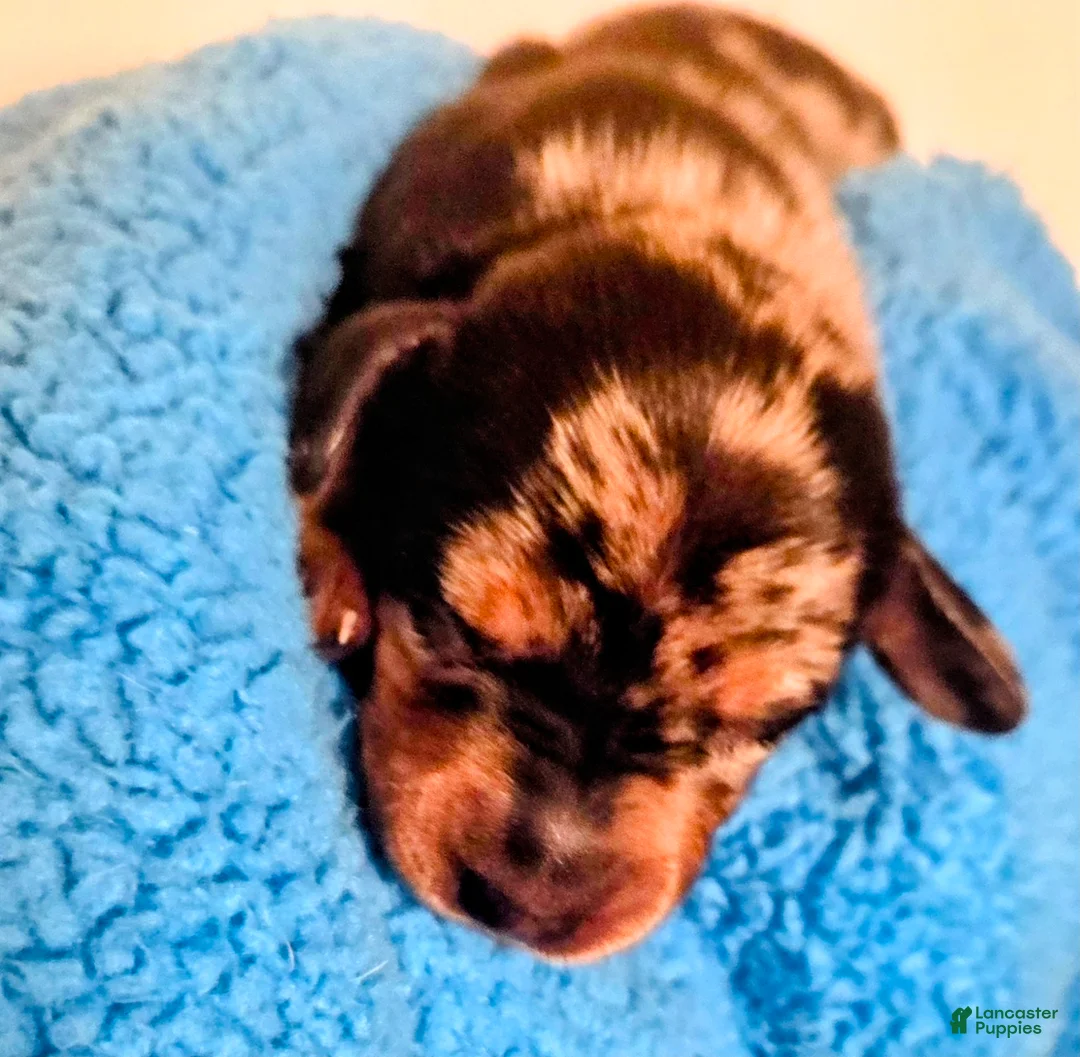 Dachshund dogs for sale: Dachshund 5 - Ad 2