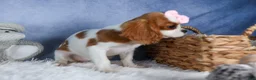 Cavalier King Charles Spaniel dogs for sale: Patsy - Ad 11