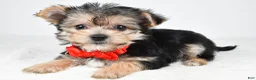 Morkie dogs for sale: Johnson - Ad 7