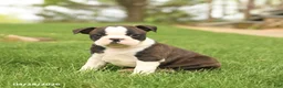 Boston Terrier dogs for sale: Royal - Ad 3