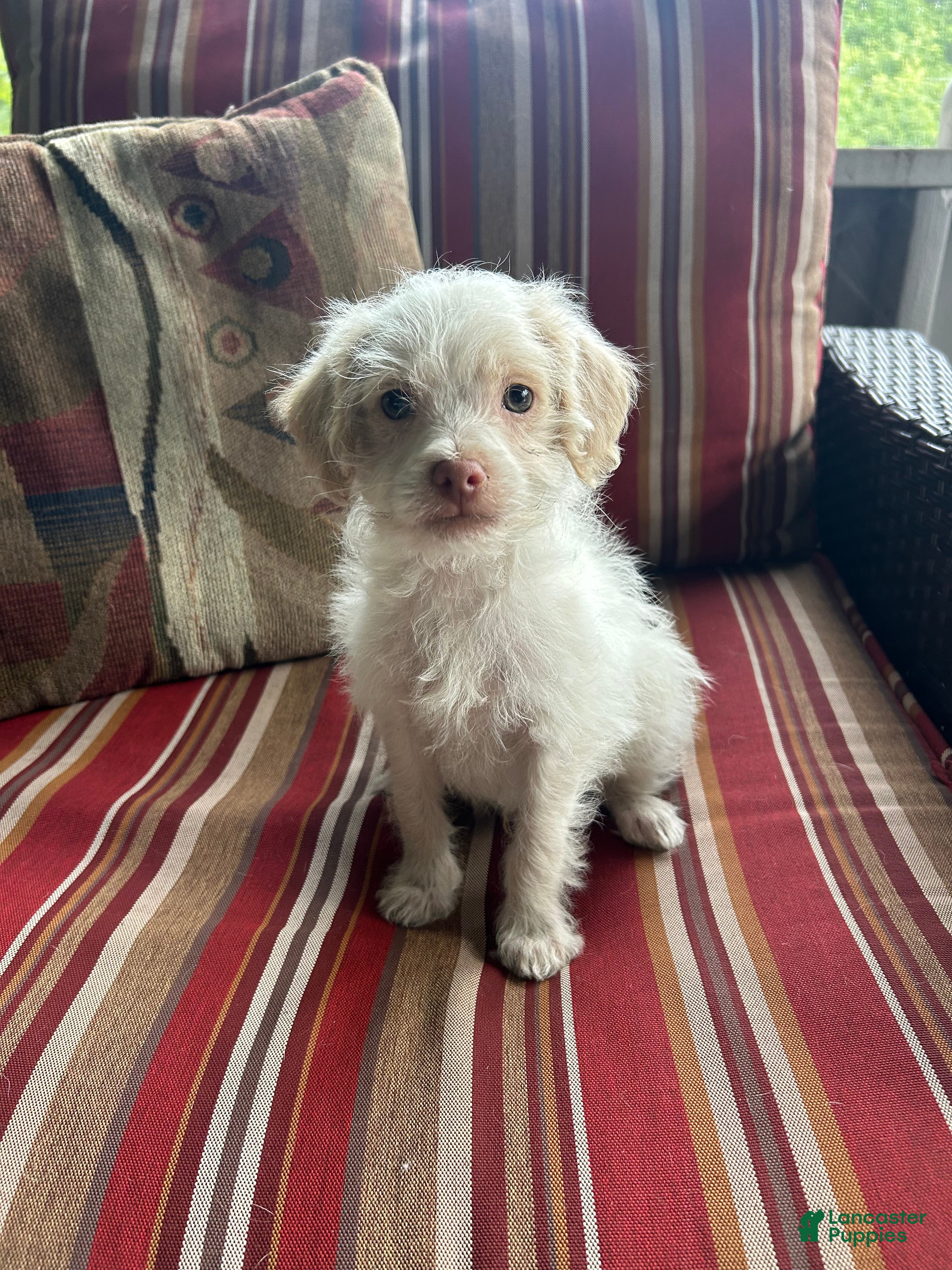 Shihpoo dogs AJ - Ad 41