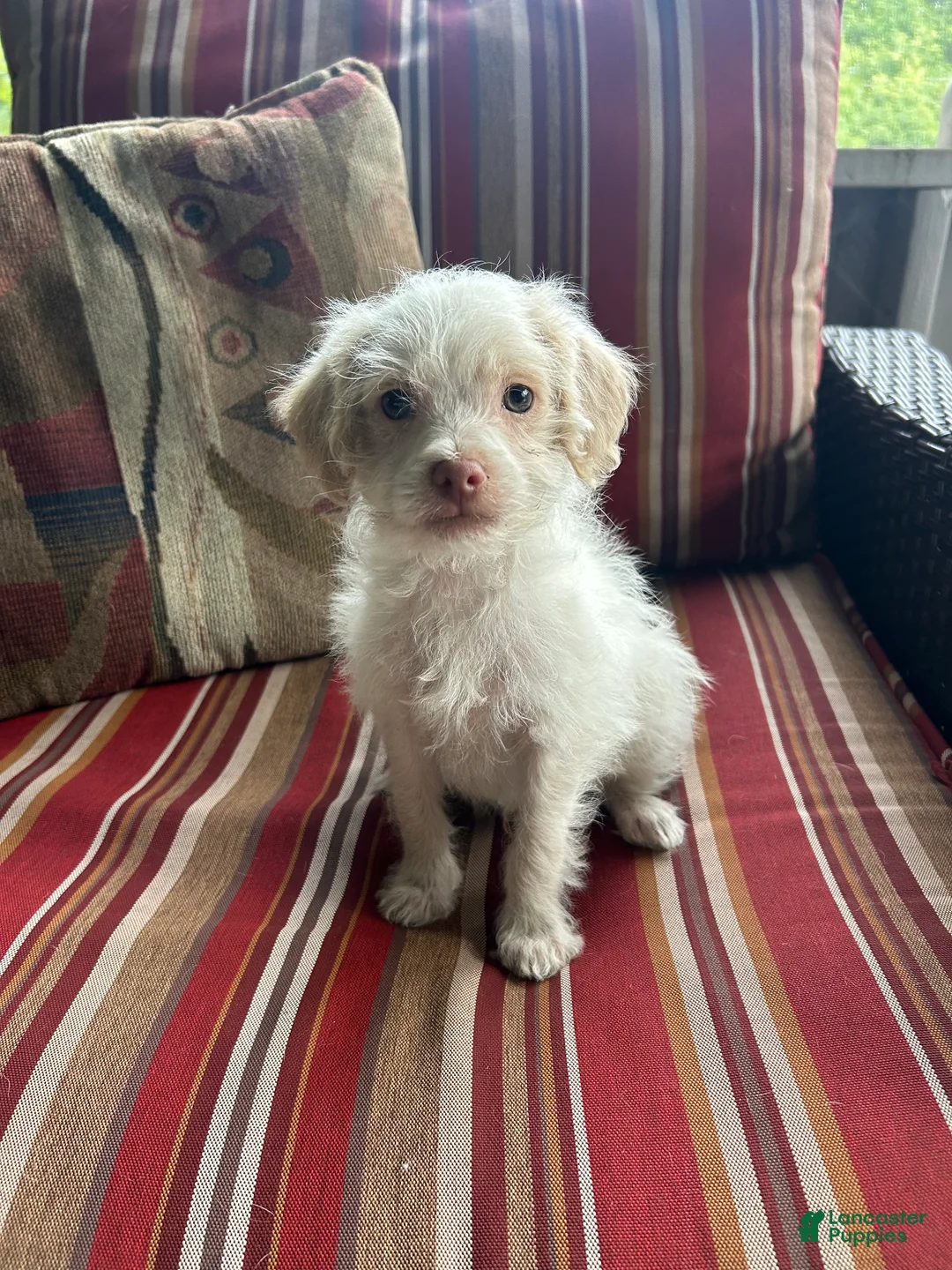 Shihpoo dogs for sale: AJ - Ad 1