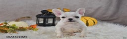 French Bulldog dogs for sale: Wrenlee - Ad 6