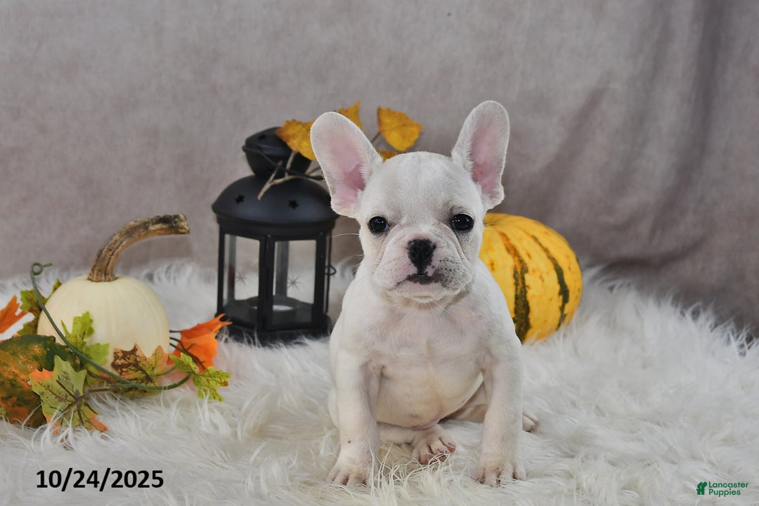 French Bulldog dogs for sale: Wrenlee - Ad 6